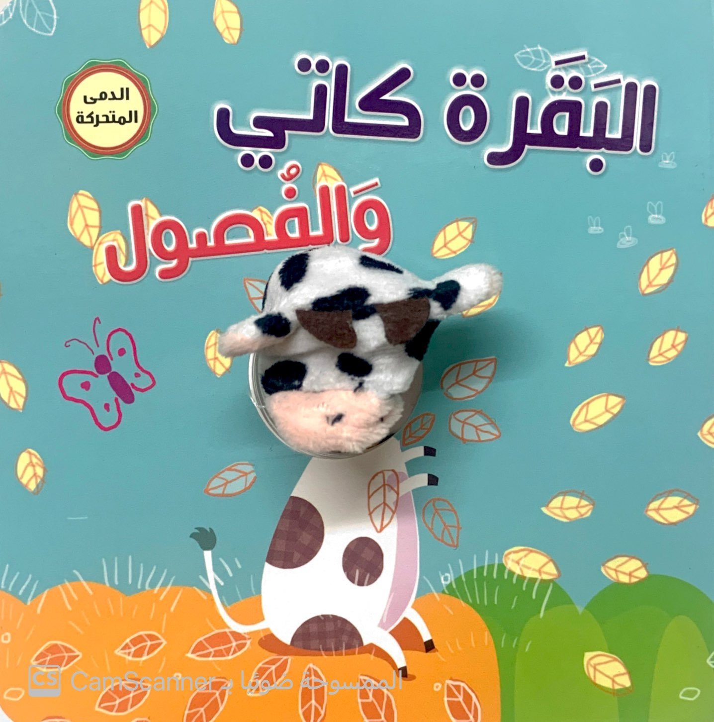 البقرة كاتي والفُصول