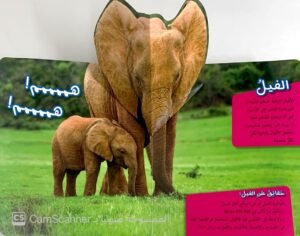 ماذا ترى في رحلة سفاري؟